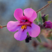 Foul Odor Monkeyflower - Photo (c) Claire Woods, some rights reserved (CC BY-NC-ND)
