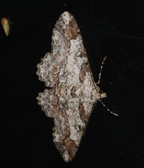 Cleora alienaria