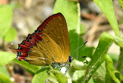 Heliophorus epicles