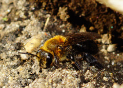 Andrena vicina
