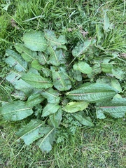 Sisymbrium officinale