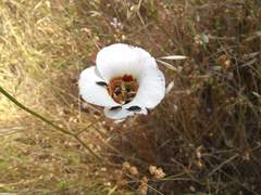 Calochortus vestae