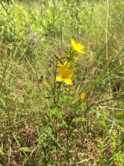 Rhexia lutea