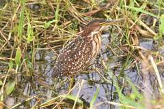 Ixobrychus eurhythmus