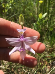 Calopogon tuberosus tuberosus