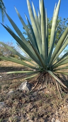 Agave fourcroydes