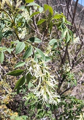 Fraxinus cuspidata