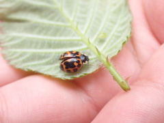 Harmonia axyridis