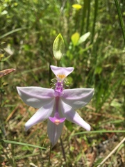 Calopogon tuberosus tuberosus
