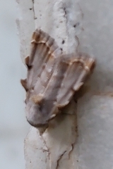 Nola marginata