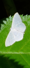 Cabera pusaria