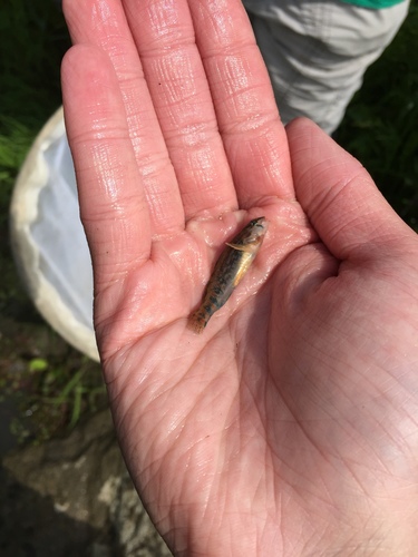 Etheostoma spectabile