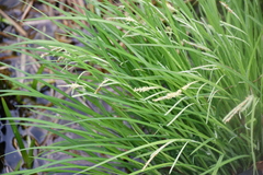 Carex prasina