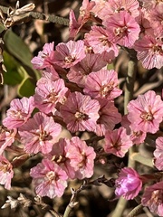 Limonium peregrinum
