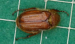 Holochelus