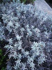 Helichrysum argyrophyllum