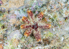 Aquilonastra