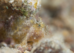 Abantennarius coccineus