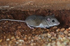Peromyscus pectoralis