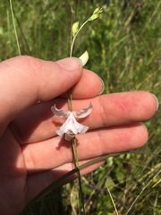 Calopogon pallidus