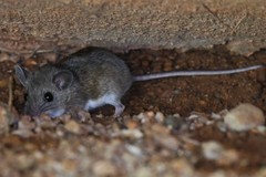 Peromyscus pectoralis