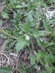 Tridax procumbens image
