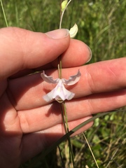 Calopogon pallidus