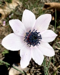 Anemone