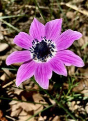 Anemone