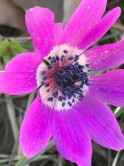 Anemone