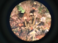 Trichoderma flavipes