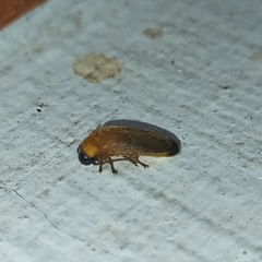 Abscondita