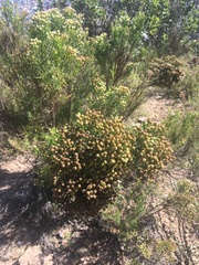 Baccharis boliviensis