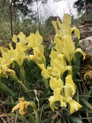 Iris pumila attica