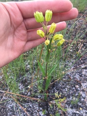Asclepias pedicellata