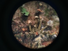 Trichoderma flavipes