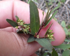 Euphorbia hyssopifolia image