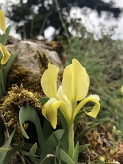 Iris pumila attica
