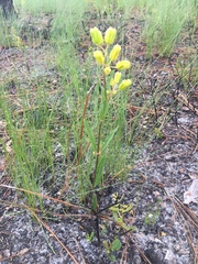 Asclepias pedicellata