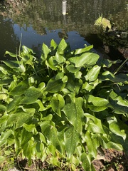 Zantedeschia albomaculata