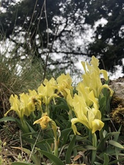 Iris pumila attica