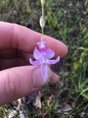 Calopogon pallidus