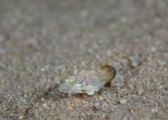 Cymbacephalus beauforti