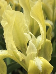 Iris pumila attica