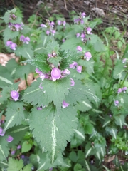 Lamium maculatum