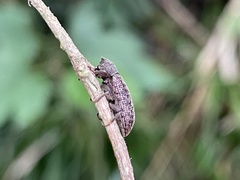 Stenochinus