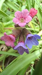 Pulmonaria affinis