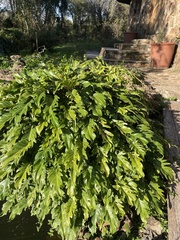 Thaumatophyllum xanadu