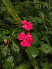 Impatiens