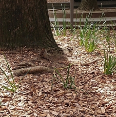 Passer domesticus
